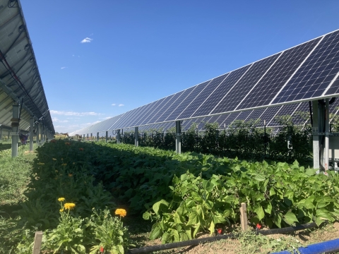 mini-farm-solar-ket-hop-nong-nghiep-giai-phap-ben-vung-cho-tuong-lai